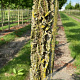 Liquidambar s. 'Kuijck Garden' 18-20 HO draadkluit verplant