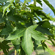 Liquidambar s. 'Kuijck Garden' 18-20 HO draadkluit verplant