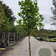 Liriodendron tulipifera 10-12 HO container 