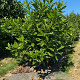 Magnolia grandiflora 150-175 cm draadkluit meerstammig 80-100 breed