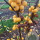 Malus 'Golden Hornet' 150-175 cm draadkluit meerstammig 80-100 breed
