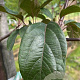 Malus 'Mokum' 10-12 HO container 