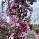 Malus 'Neville Copeman' 8-10 cm container