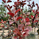 Malus 'Neville Copeman' 8-10 cm container