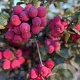 Malus 'Neville Copeman' 8-10 cm container