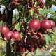 Malus 'Red Obelisk' 12-14 HO container
