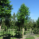 Metasequoia glyptostroboides 18-20 HO draadkluit verplant