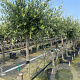 Olea europaea 12-14 cm container