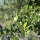 Olea europaea 12-14 cm container