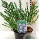 Prostanthera cuneata 20-30 cm 2,0L