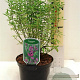 Prostanthera rotundifolia 30-40 cm 2,0L