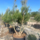 Pinus wallichiana 175-200 cm container meerstammig