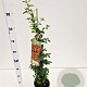 Pyracantha 'Orange Glow' 70-80 cm 2,5L