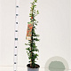 Pyracantha 'Orange Glow' 70-80 cm 2,5L