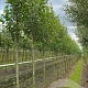 Populus nigra 10-12 HO draadkluit