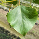 Populus nigra 18-20 HO draadkluit verplant