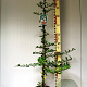 Pyracantha 'Orange Glow' 80-85 cm 3,0L