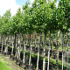 Pyrus calleryana 'Chanticleer' 8-10 cm container