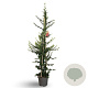 Pyracantha Saphyr Rouge 150-175 cm 12L