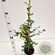 Pyracantha 'Soleil d'Or' 70-80 cm 2,5L