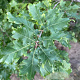 Quercus pubescens 175-200 cm draadkluit meerstammig