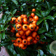 Pyracantha 'Teton' 30-40 cm 2,5L