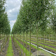 Salix alba 'Belders' 18-20 HO draadkluit verplant