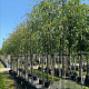 Salix babylonica 18-20 HO container 125 cm stam LEIVORM