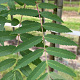 Sorbus aucuparia 14-16 HO draadkluit 3 X verplant