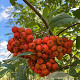 Sorbus aucuparia edulis 14-16 HO draadkluit 3 X verplant