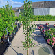 Pyrus calleryana 'Chanticleer' 200-225 cm 18L