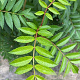 Sorbus Autumn Spire 12-14 HO draadkluit 3 X verplant
