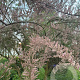 Tamarix gallica 6-8 HO container