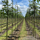 Tilia cordata 14-16 HO draadkluit 3 X verplant