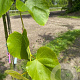 Tilia cordata 'Rancho' 18-20 HO draadkluit verplant