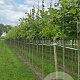 Tilia cordata 'Rancho' 18-20 HO draadkluit verplant