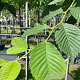 Ulmus glabra 14-16 HO container