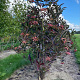 Viburnum nudum 150-175 cm draadkluit struik