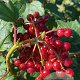 Viburnum opulus 175-200 cm draadkluit meerstammig