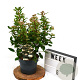 Viburnum tinus 40-60 cm 3,0L