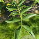 Zanthoxylum simulans 150-175 cm draadkluit meerstammig 80-100 breed