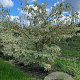 Cornus alba 'Aurea' 175-200 cm draadkluit meerstammig