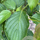 Cornus alternifolia 250-300 cm container meerstammig opgekroond
