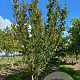 Cornus officinalis 150-175 cm draadkluit meerstammig 80-100 breed