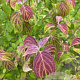 Cornus wilsoniana 150-175 cm draadkluit meerstammig 80-100 breed