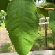 Prunus avium 12-14 HO draadkluit 3 X verplant