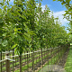Prunus avium 14-16 HO draadkluit 3 X verplant
