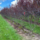 Prunus cistena 150-175 cm draadkluit meerstammig 80-100 breed