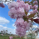 Prunus 'Kiku-shidare-zakura' 18-20 HO draadkluit verplant