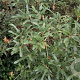 Quercus hispanica 'Waasland' 6-8 HO 10L Leivorm 180 cm stam